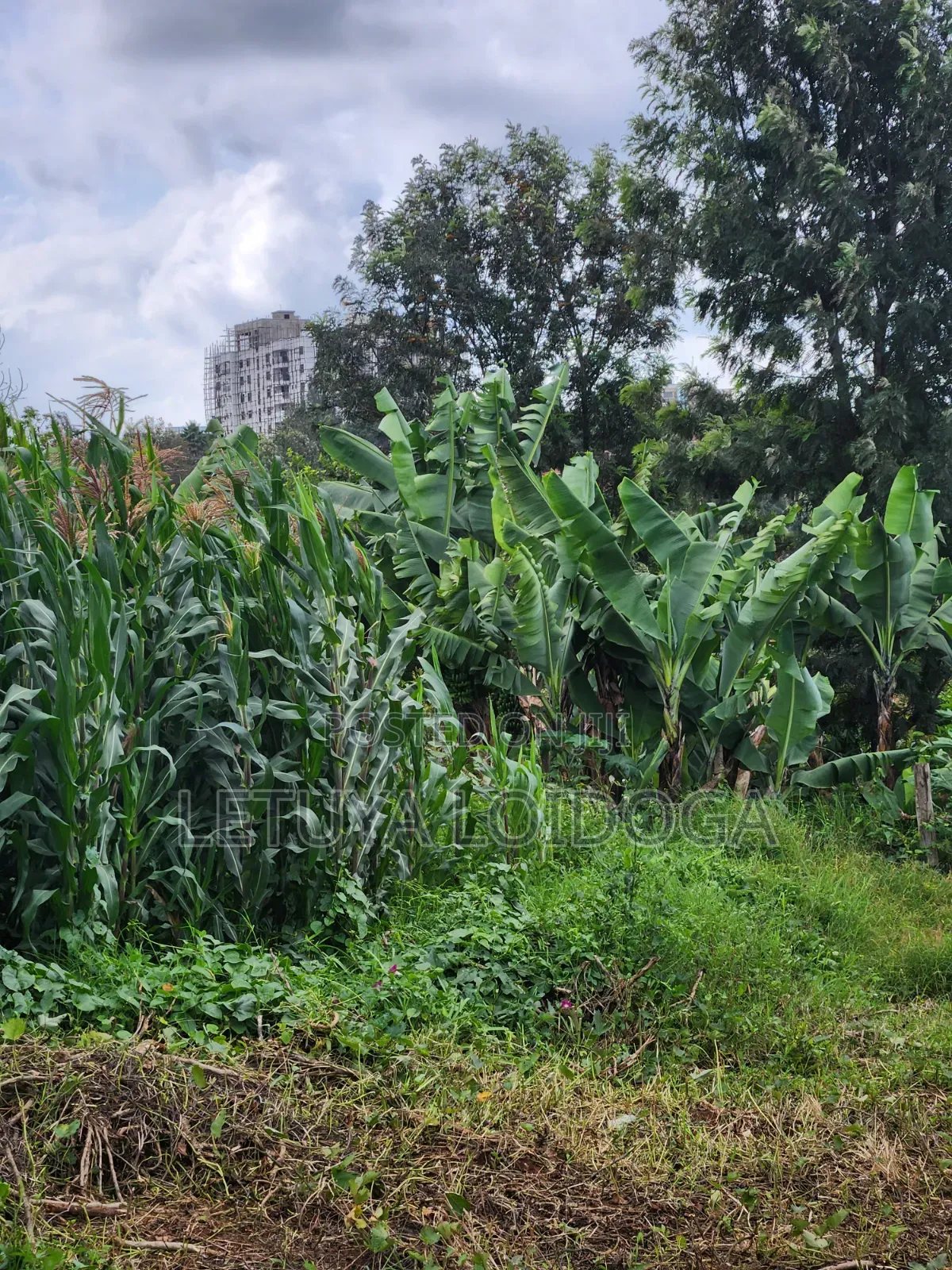 (6) 1⁄4 Acre Plots Ngong-Zambia