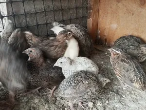 Quails Mature