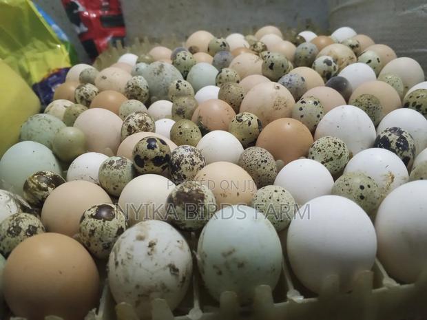 Quails Mature - thumbnail 2