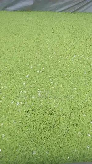 Azolla Seeds 1kg