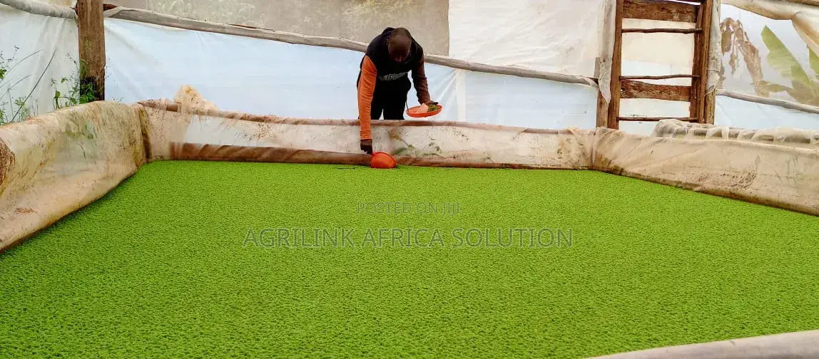Azolla Seeds 1kg