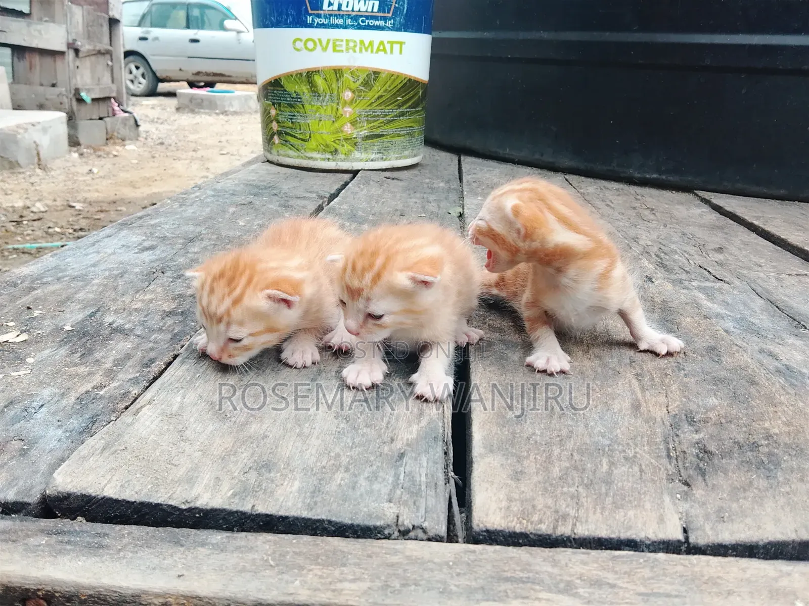 0-1 month Male Purebred American Shorthair