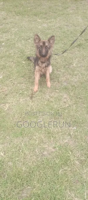 1+ year Female Purebred German Shepherd