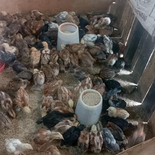 3 Weeks F1 Rainbow Roosters, Well Vaccinated