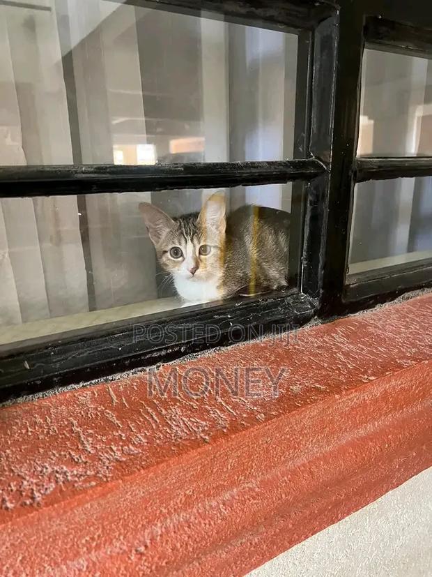 3-6 months Male Mixed Breed American Shorthair