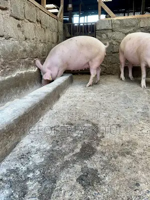 Served Gilts