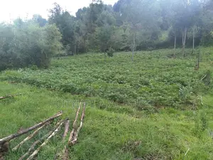 Half Acre Land in Matindiri Location Past Muchemi Primary School