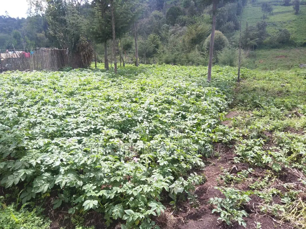 Half Acre Land in Matindiri Location Past Muchemi Primary School