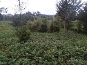 Half Acre Land in Matindiri Location Past Muchemi Primary School