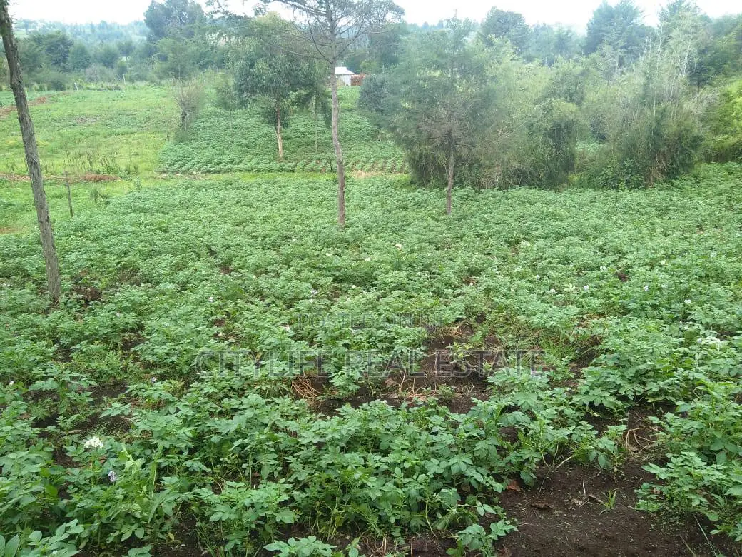 Half Acre Land in Matindiri Location Past Muchemi Primary School