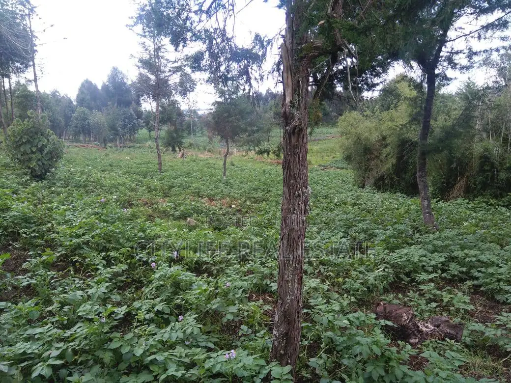 Half Acre Land in Matindiri Location Past Muchemi Primary School