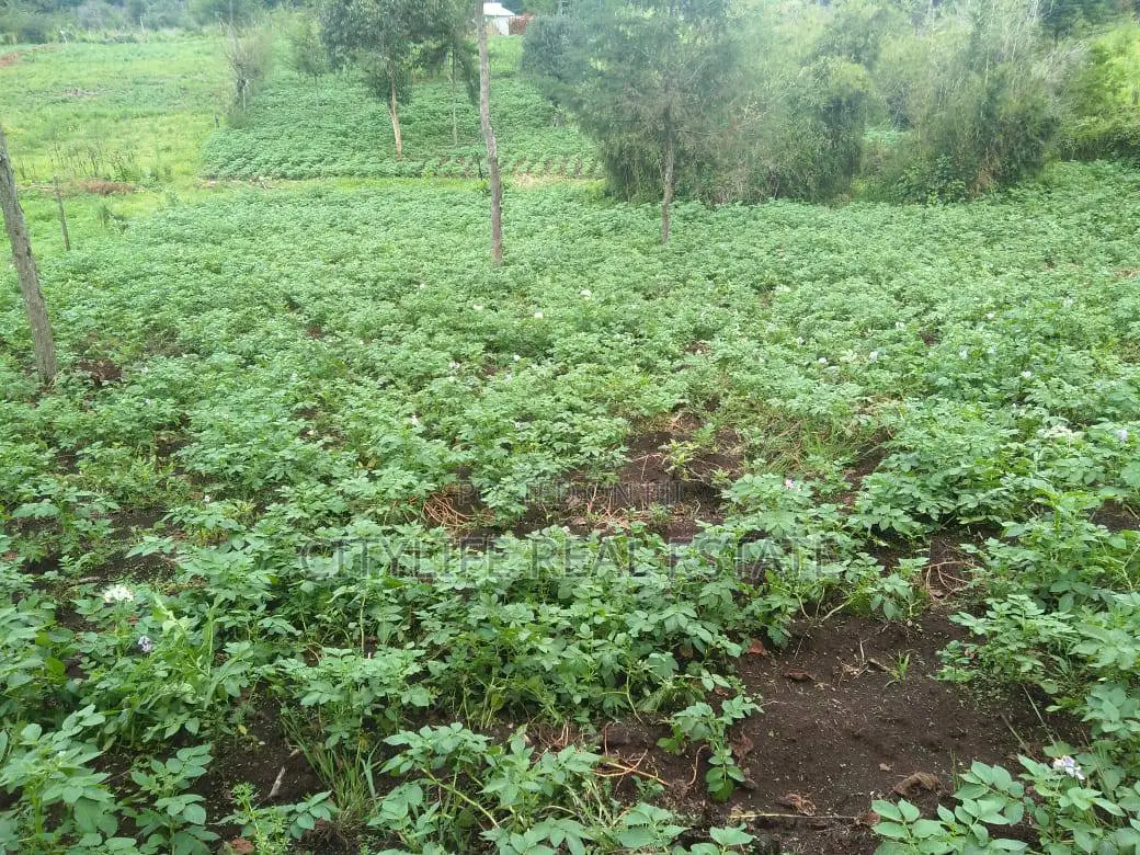 Half Acre Land in Matindiri Location Past Muchemi Primary School