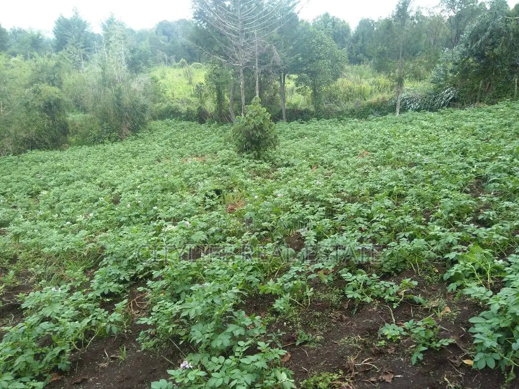 Half Acre Land in Matindiri Location Past Muchemi Primary School