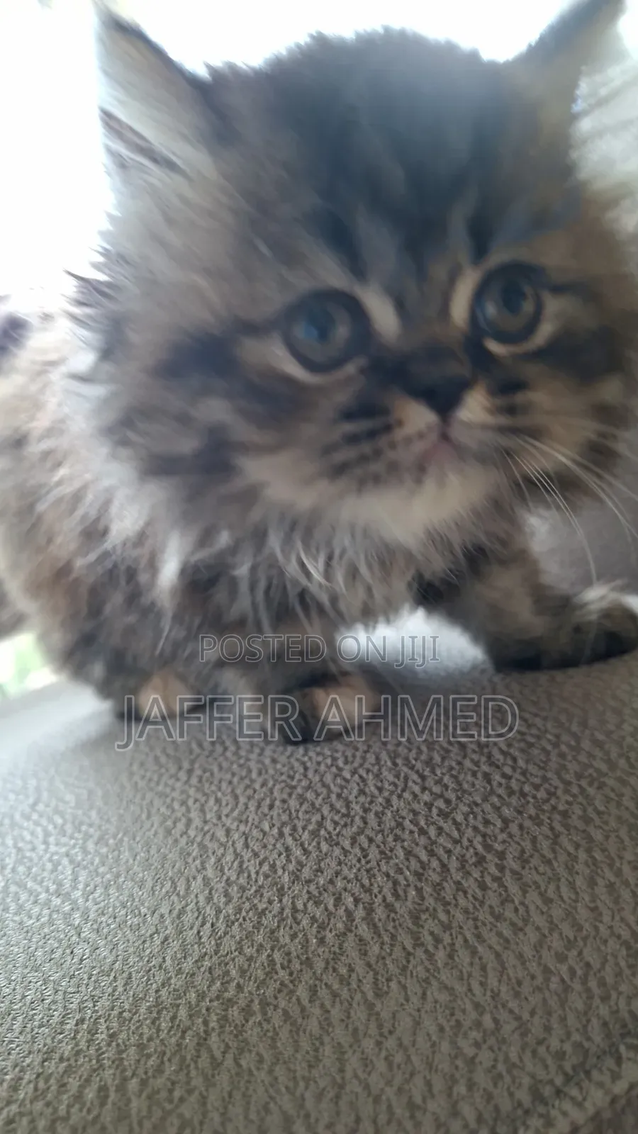 1-3 months Female Purebred Persian