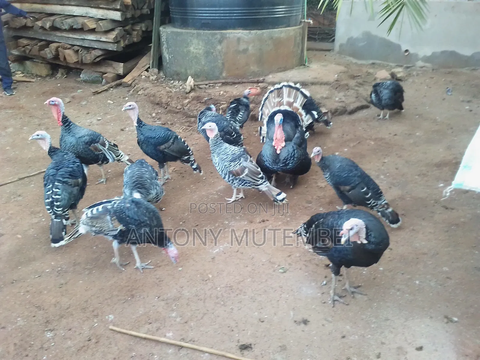 Turkeys for Sale