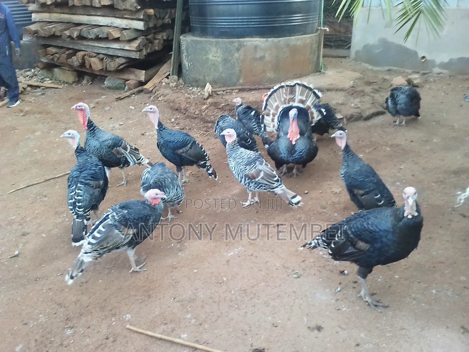Turkeys for Sale