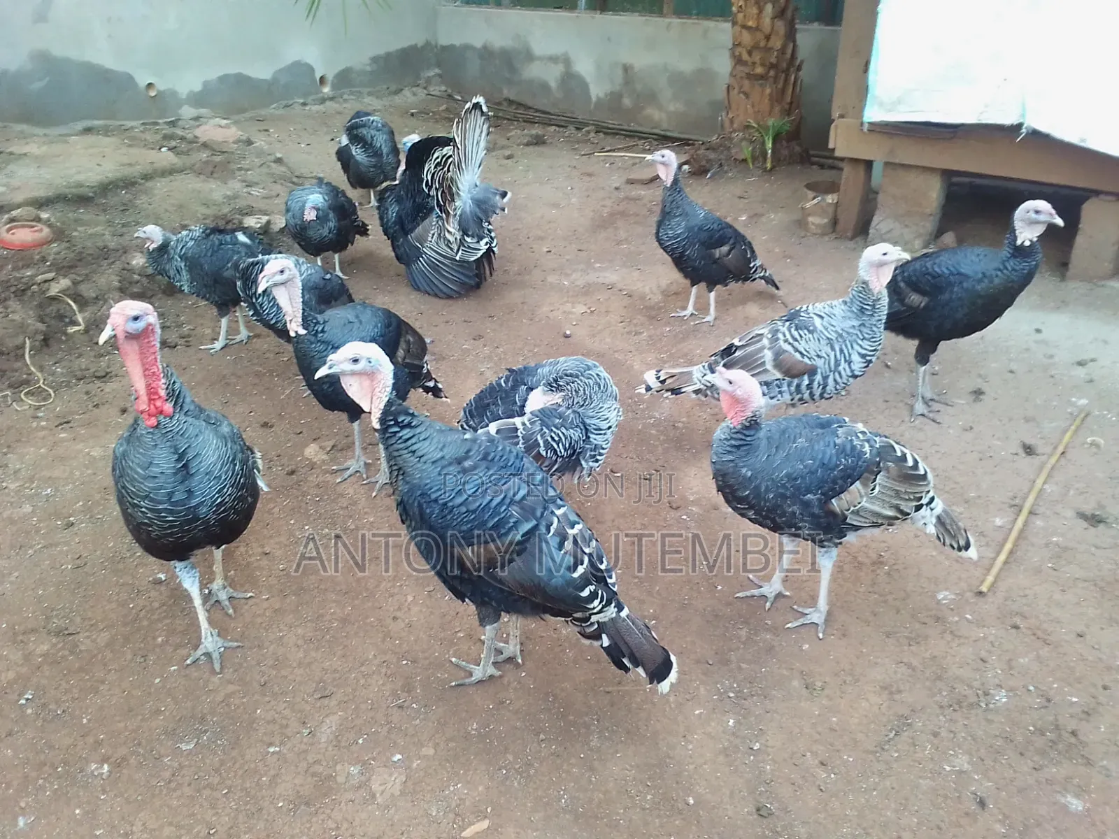 Turkeys for Sale