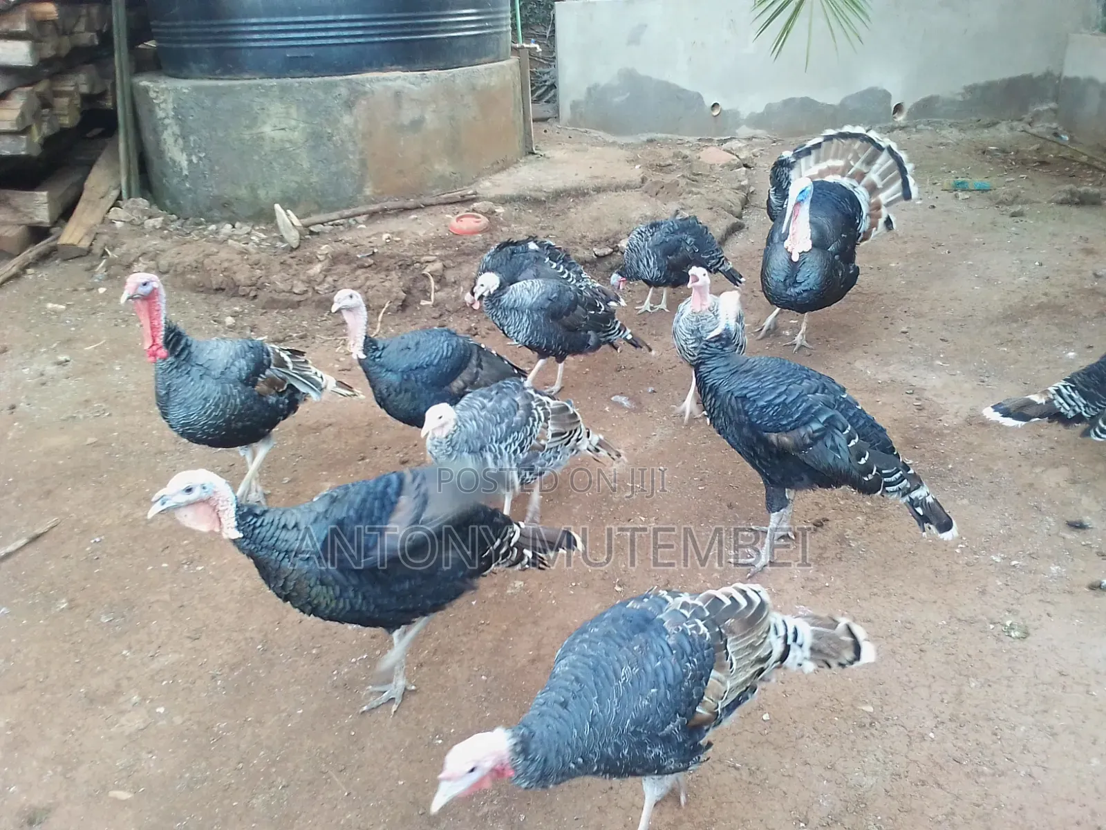 Turkeys for Sale