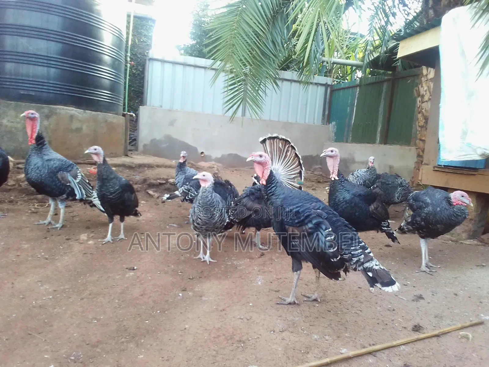 Turkeys for Sale