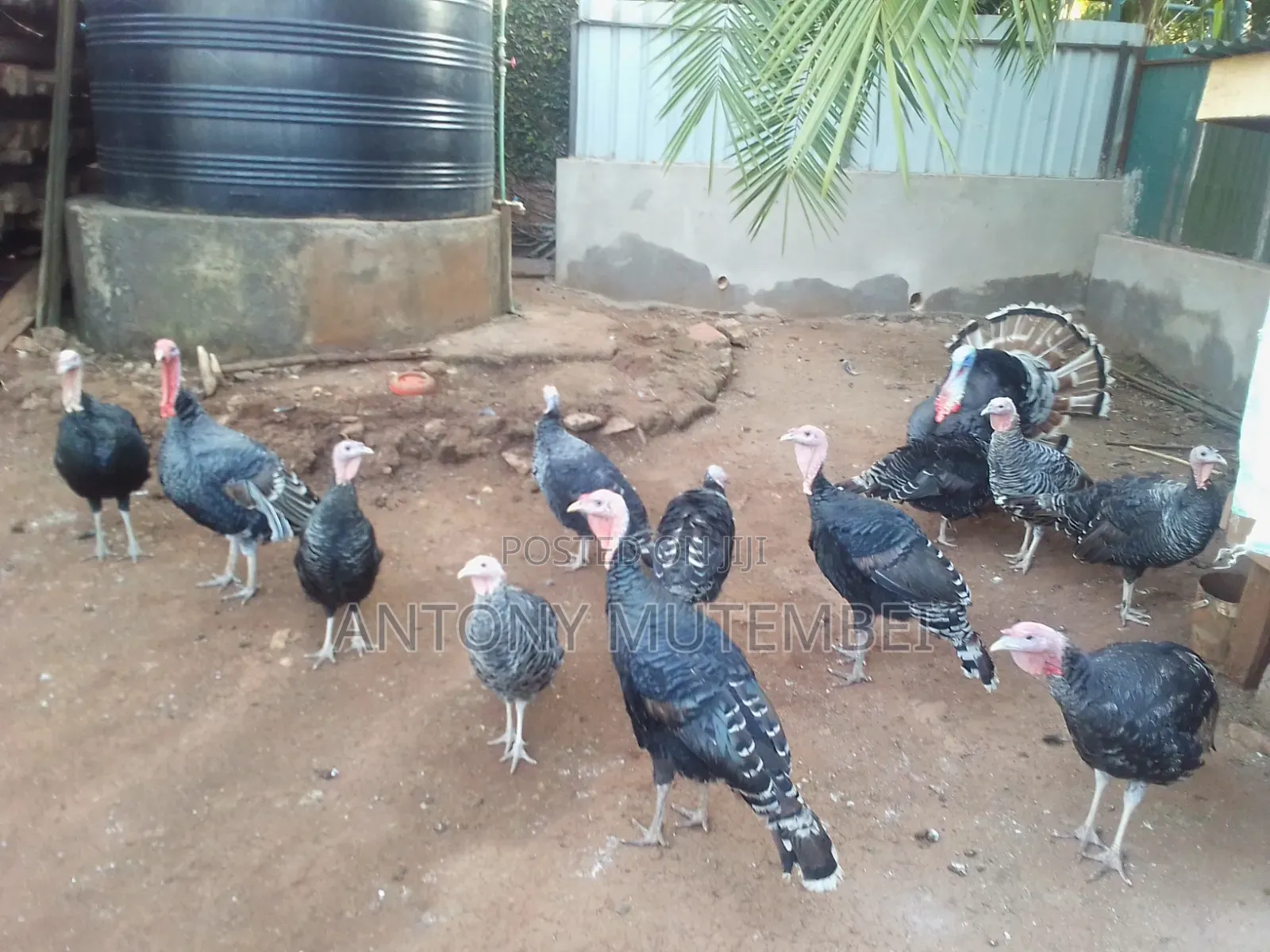 Turkeys for Sale