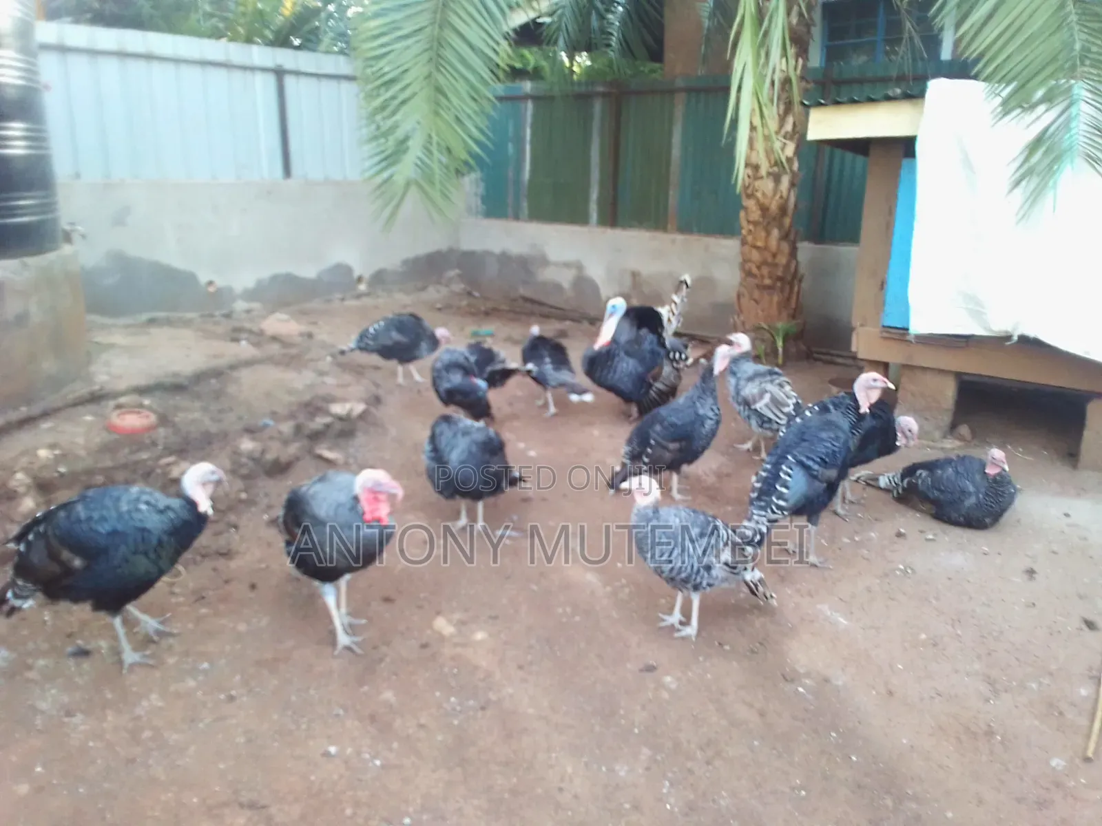 Turkeys for Sale