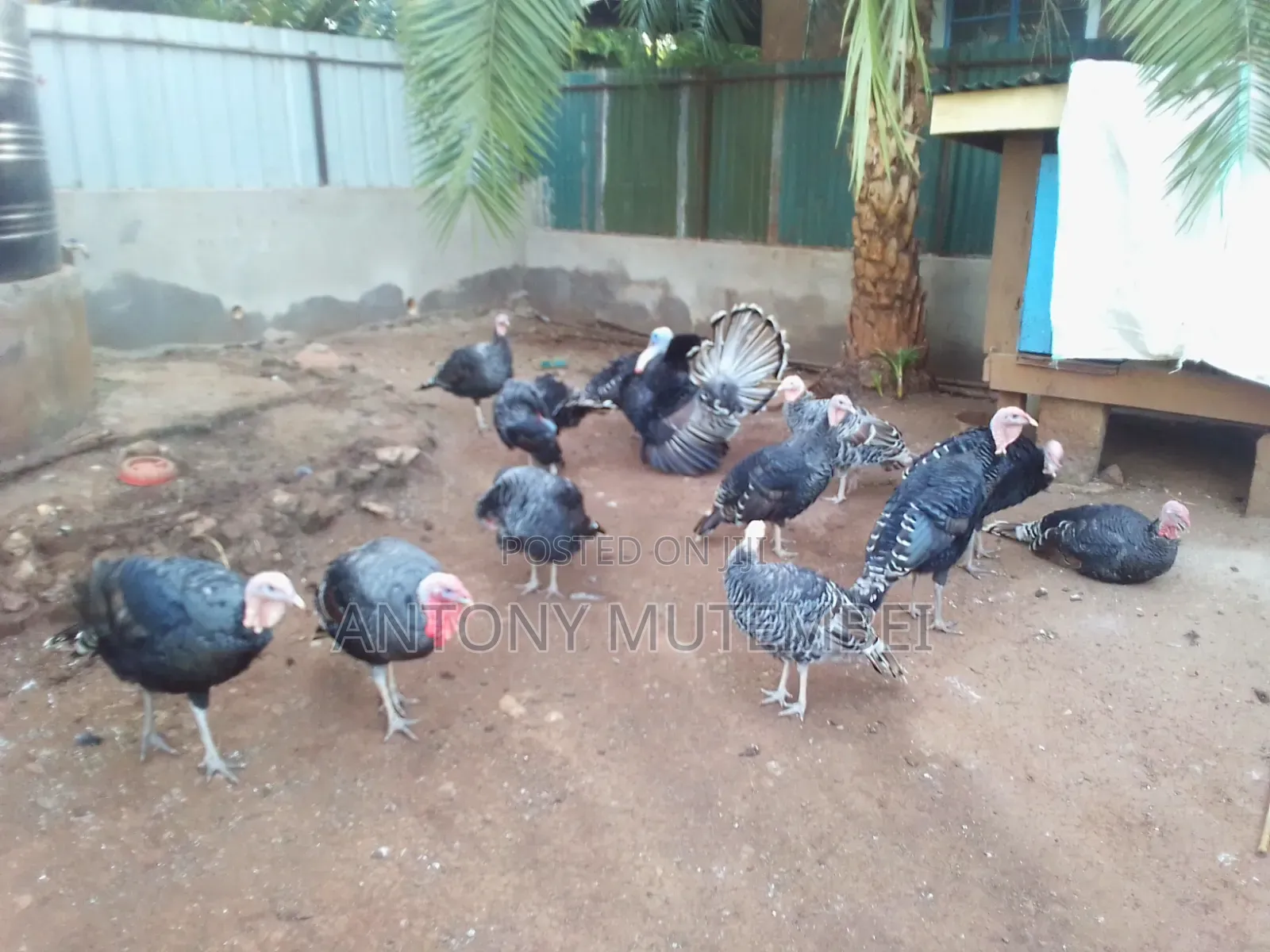 Turkeys for Sale