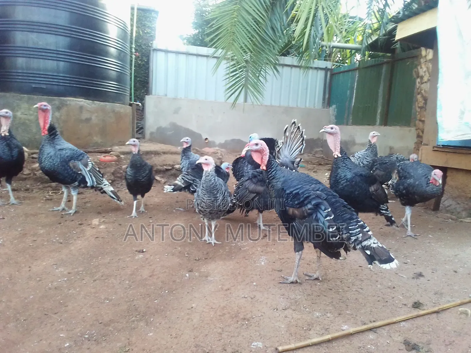 Turkeys for Sale
