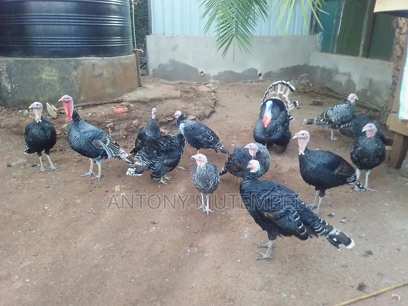 Turkeys for Sale