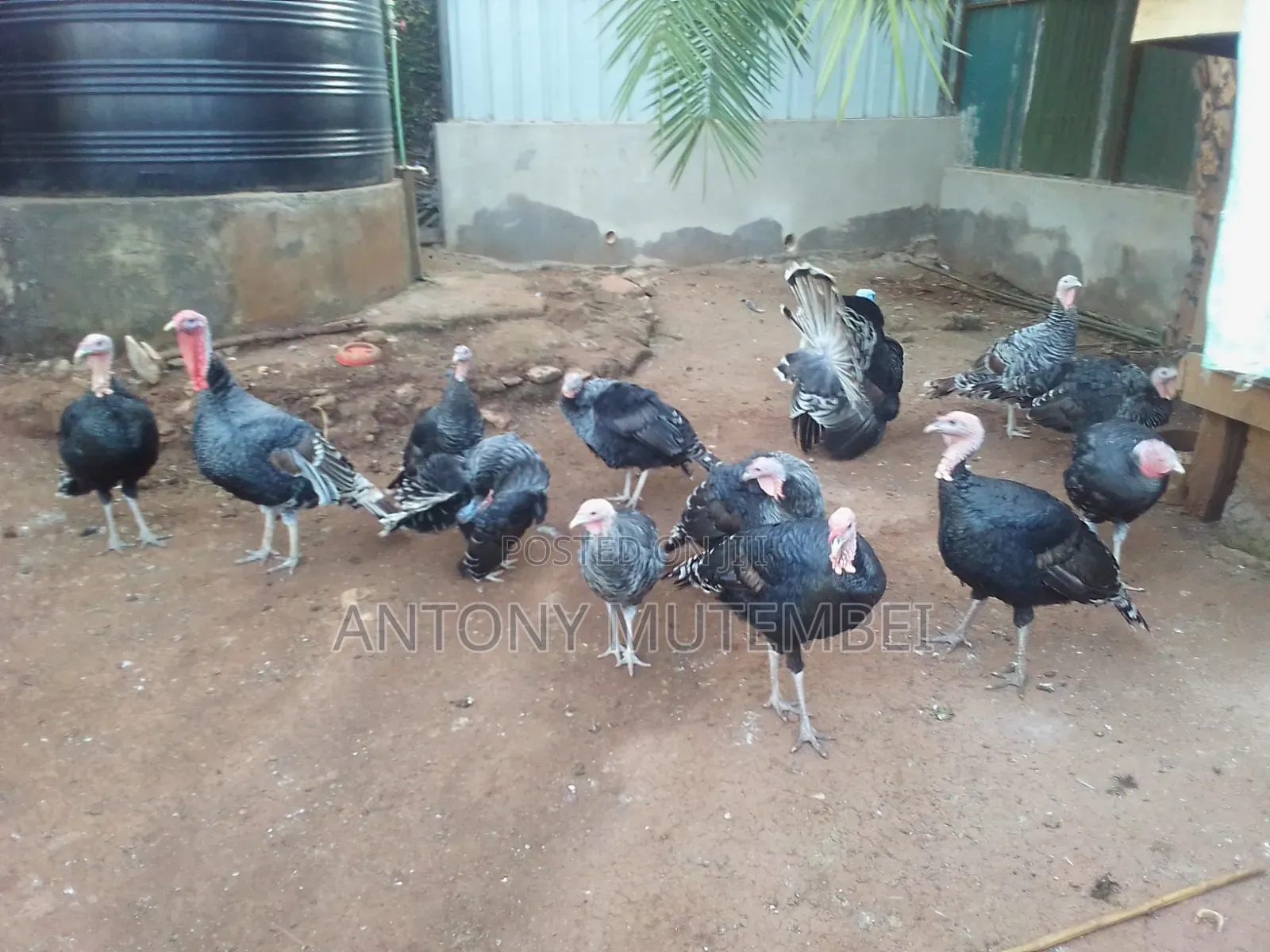 Turkeys for Sale