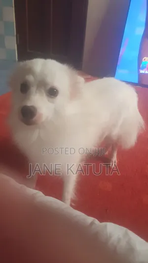 1-3 months Female Purebred Japanese Spitz