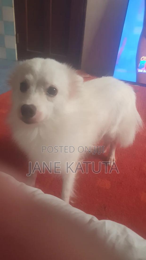 1-3 months Female Purebred Japanese Spitz