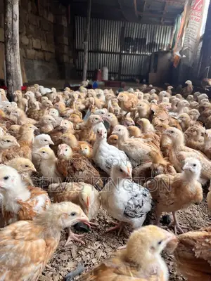 Improved Kienyeji Chicks