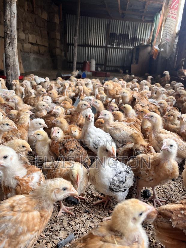 Improved Kienyeji Chicks