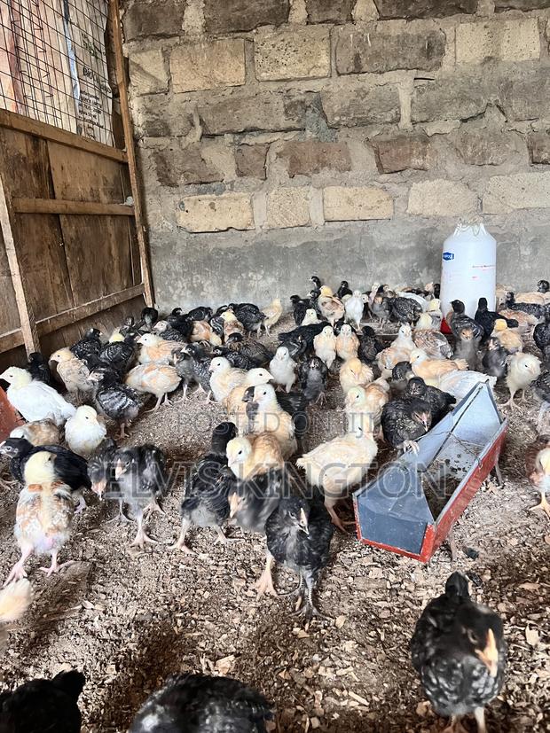 Improved Kienyeji Chicks - thumbnail 4