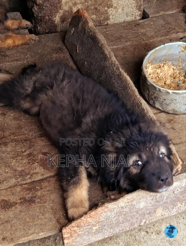 1-3 months Male Purebred Caucasian Shepherd