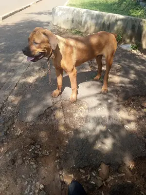 3-6 months Male Purebred Boerboel