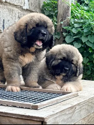 1-3 months Female Purebred Caucasian Shepherd