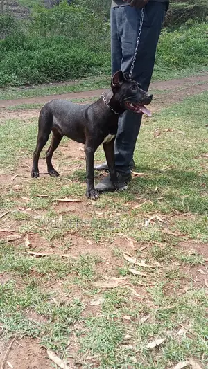 6-12 months Male Purebred Cane Corso