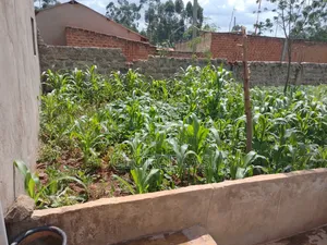 Fresh Vegetables