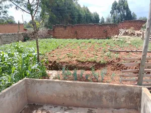 Fresh Vegetables