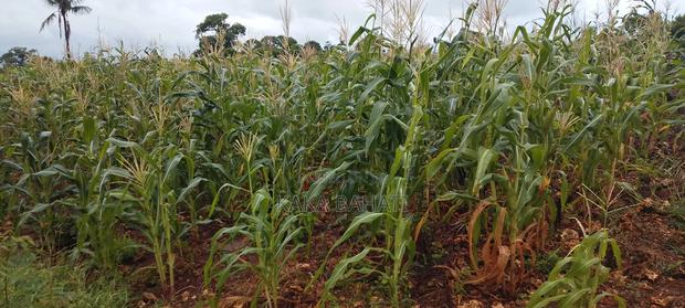 50×100 Plot - thumbnail 4