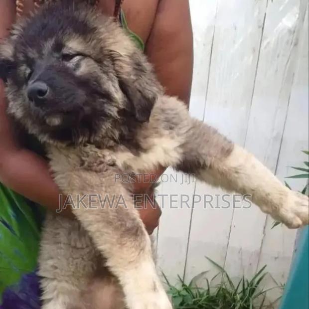 1-3 months Female Purebred Caucasian Shepherd - main view