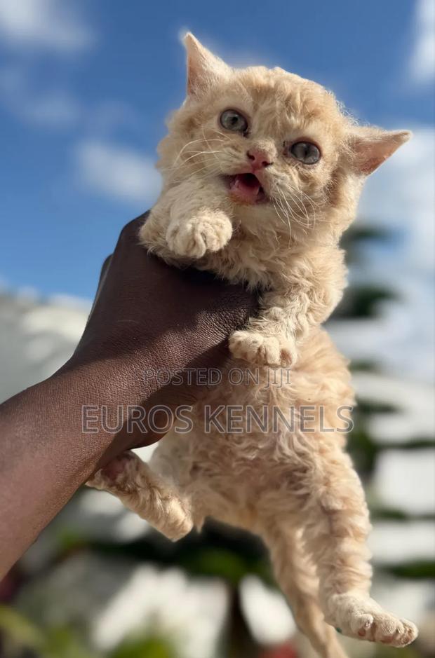 1-3 months Male Purebred Persian