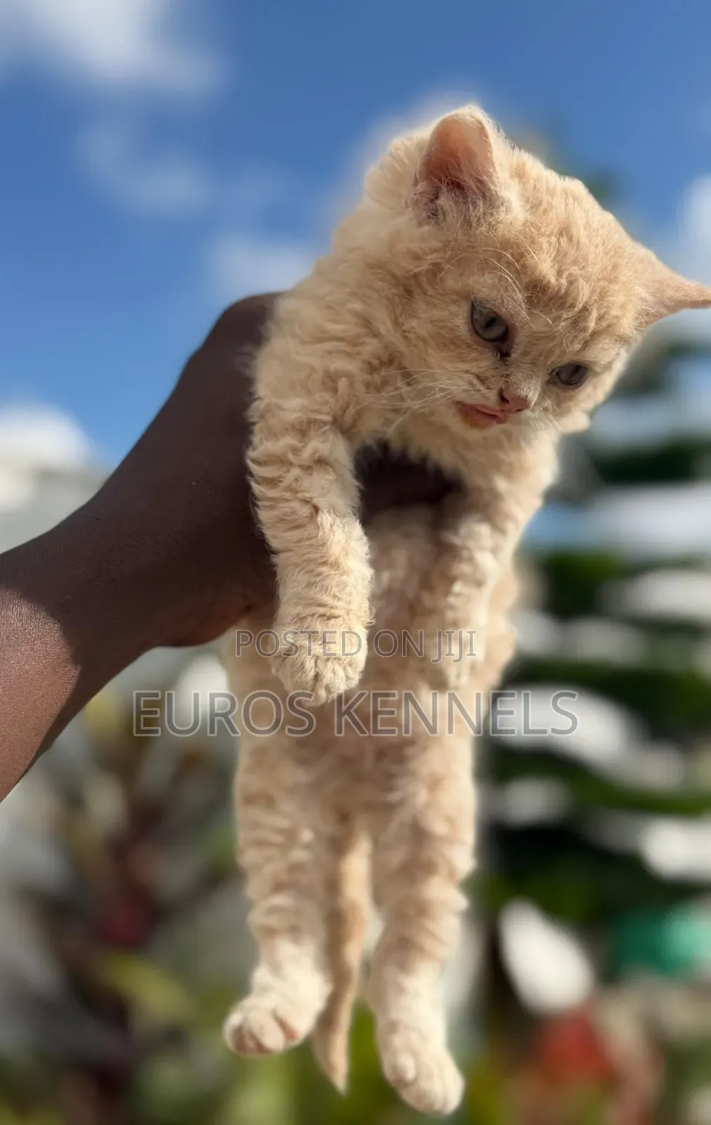 1-3 months Male Purebred Persian