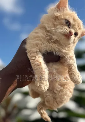 1-3 months Male Purebred Persian