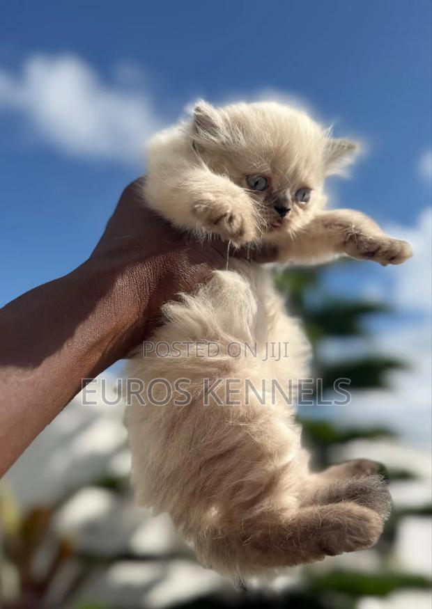 1-3 months Male Purebred Persian - thumbnail 2