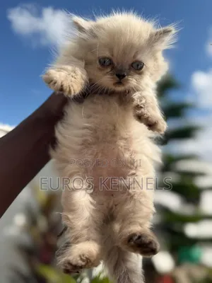 1-3 months Male Purebred Persian