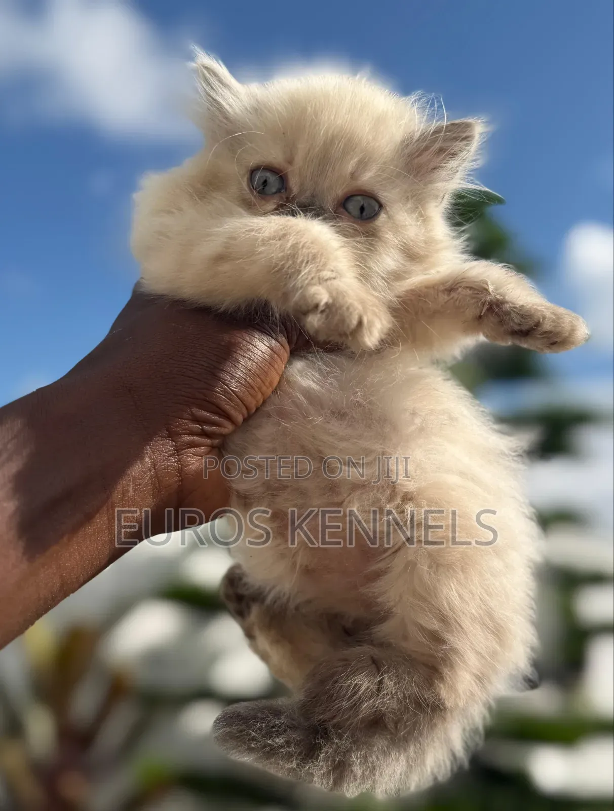 1-3 months Male Purebred Persian
