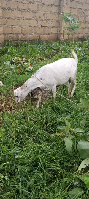 Kondoo Sheep