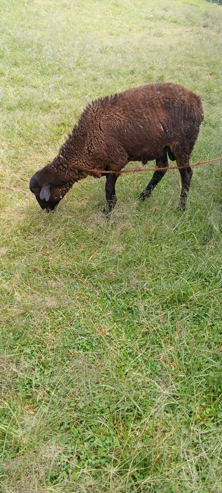 Kondoo Sheep